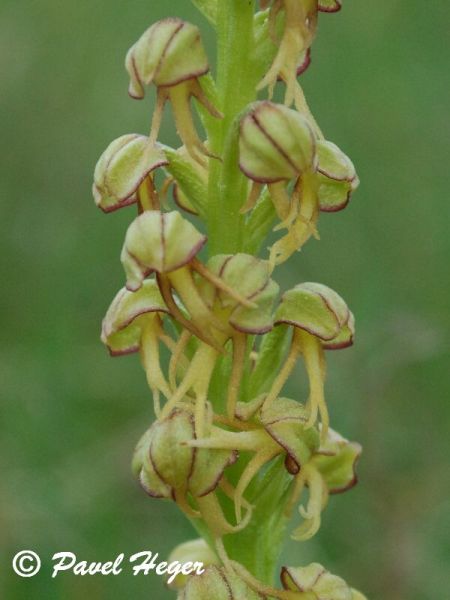 Orchis anthropophora